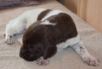 Les chiots de Braque allemand à poil court