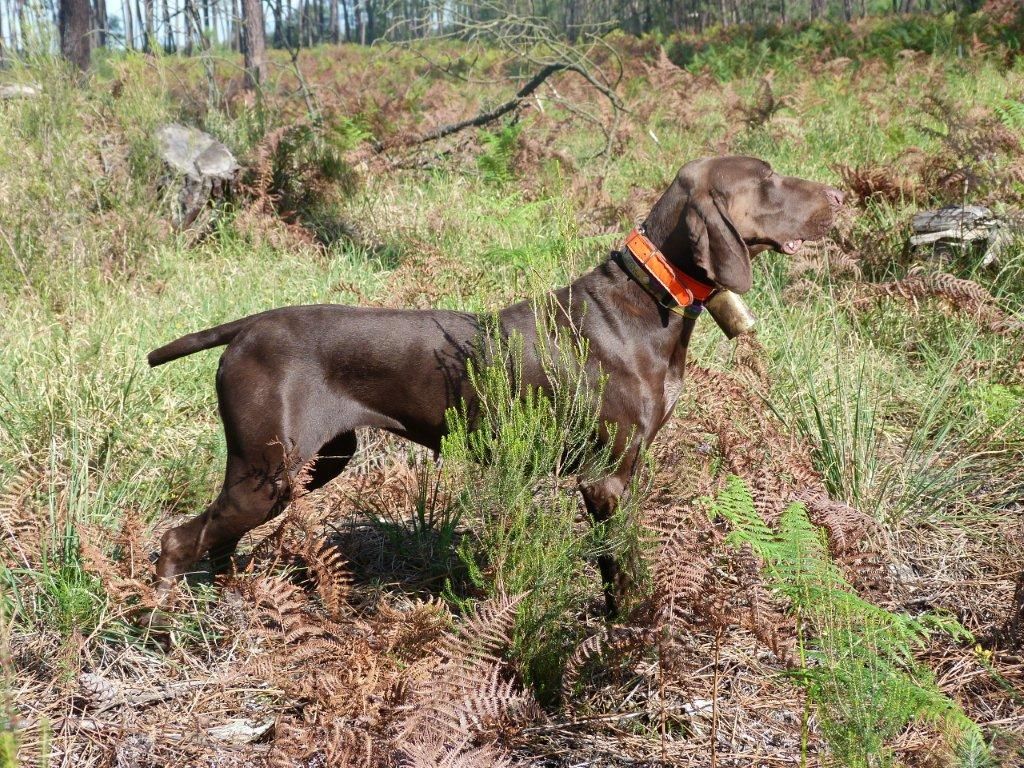 TR. CH. Best of Farolave Doune - CACT 1er exc