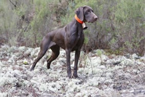 TR. CH. Callas des Granges de la Dombes - CACIB