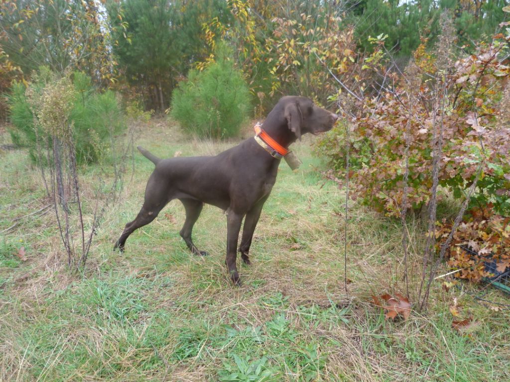 TR. CH. Best of Farolave Doune - RCACIT