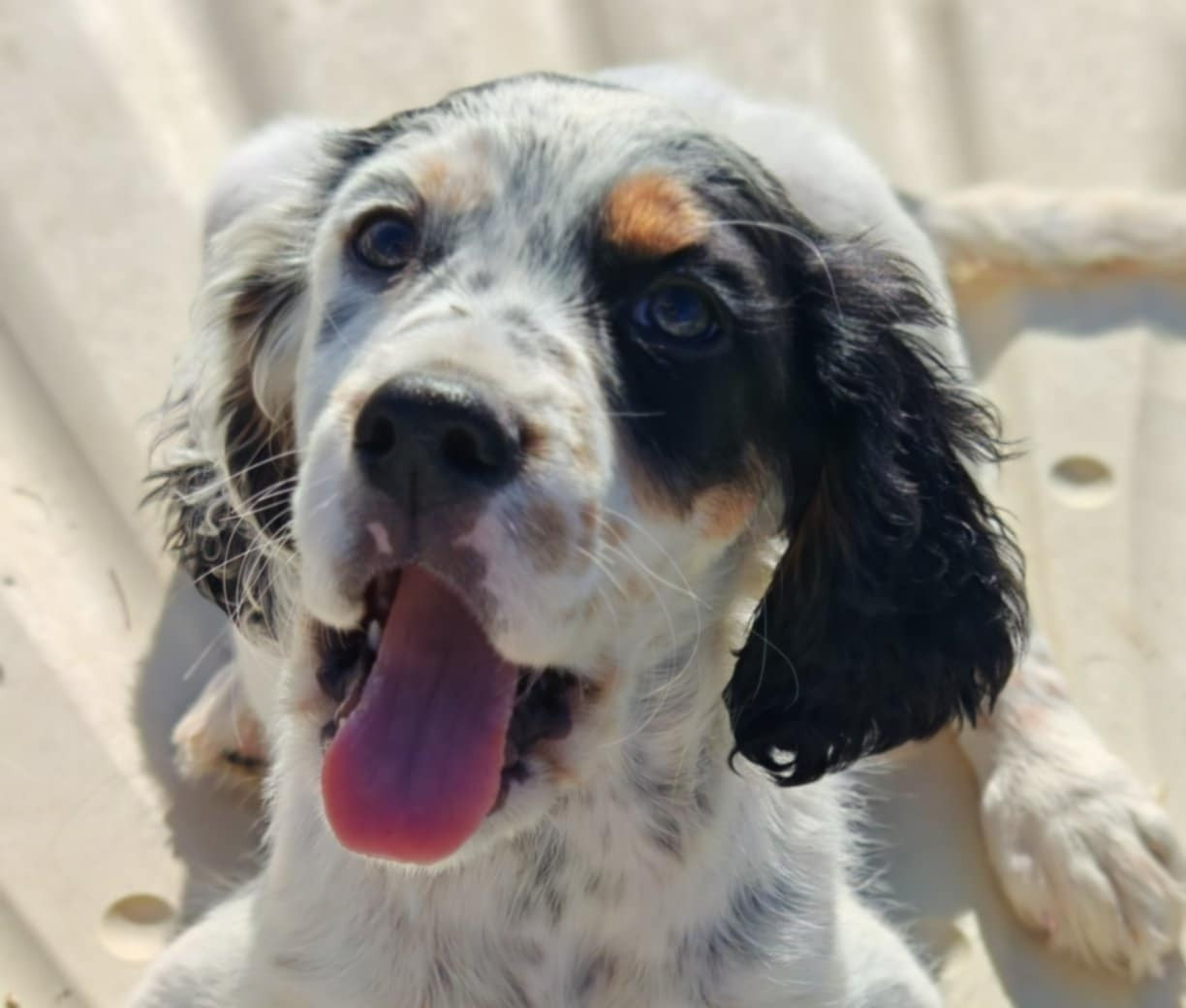 Setter Anglais - de l'écho de la Mordorée