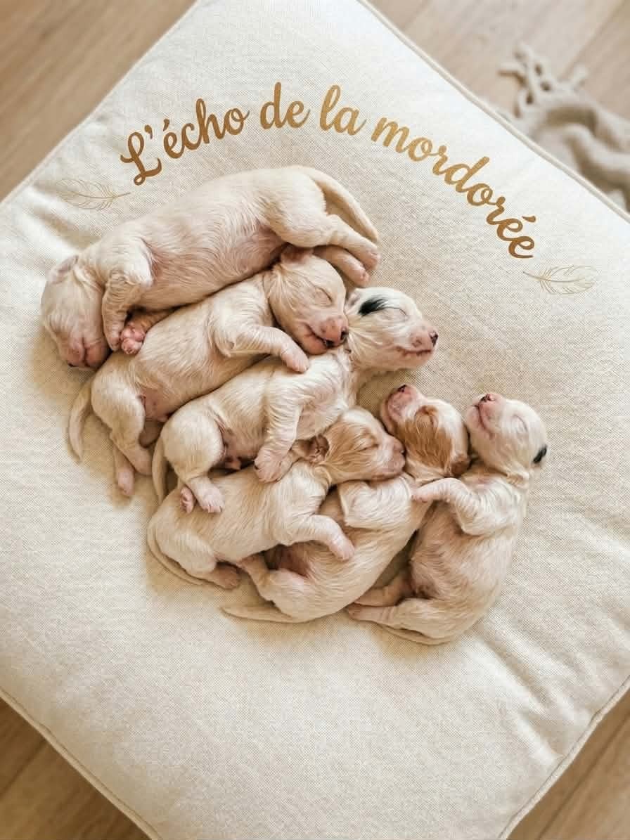 Chiot N°5 - Setter Anglais