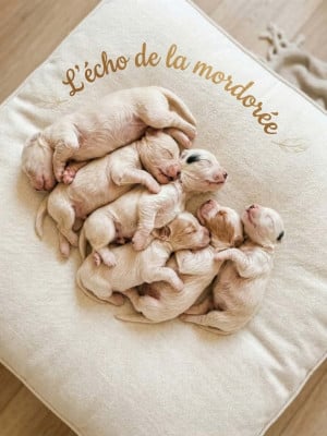 Chiot N°5 - Setter Anglais