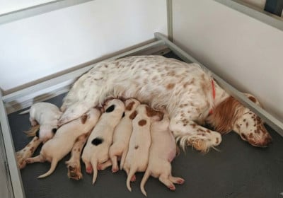 Les chiots de Setter Anglais