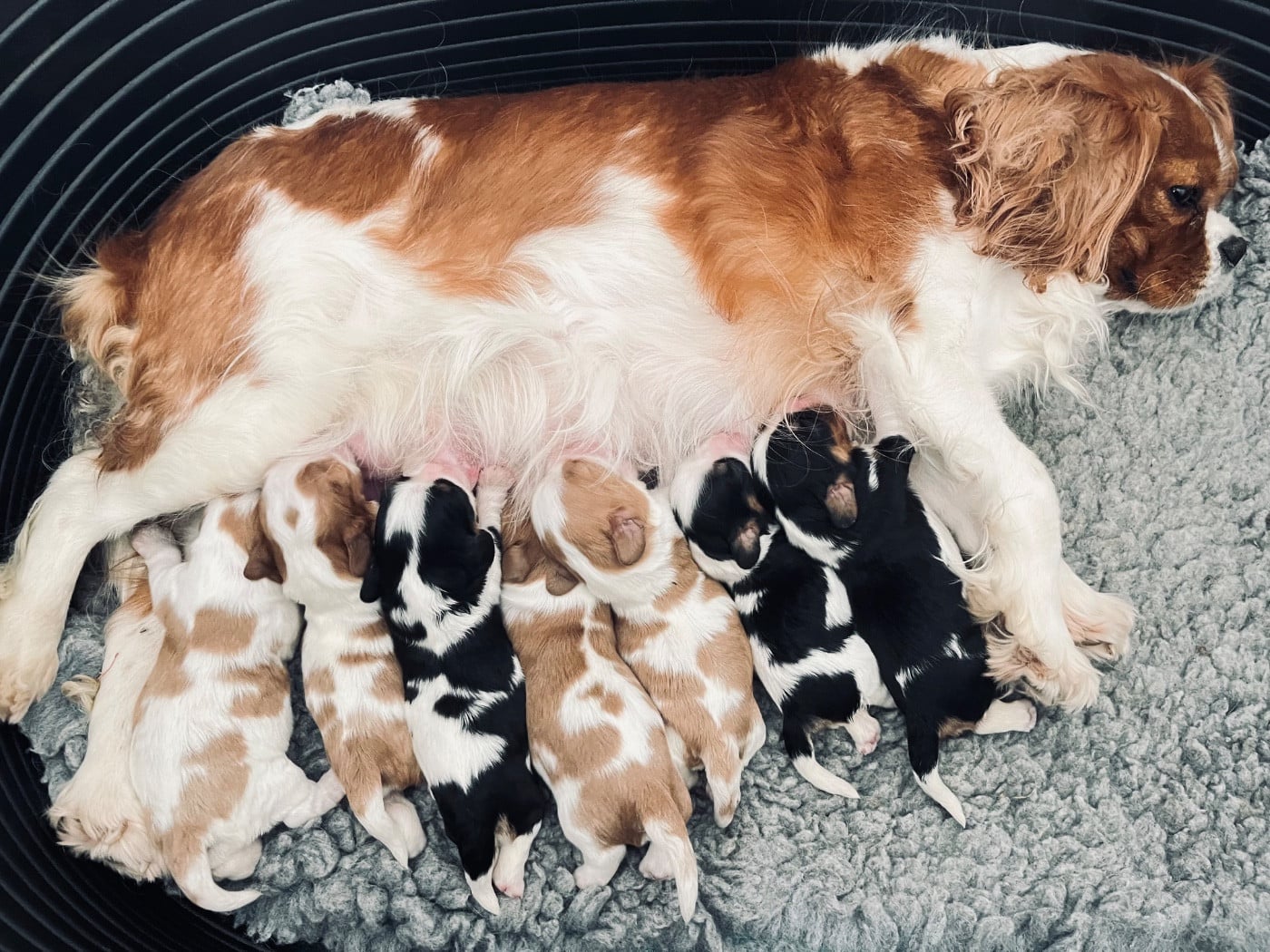 Cavalier King Charles Spaniel - des Soleils de Pauldomi
