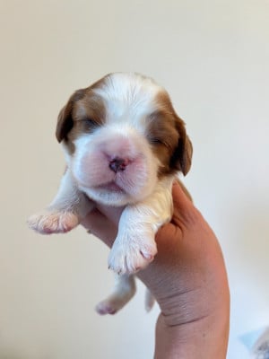 Les chiots de Cavalier King Charles Spaniel