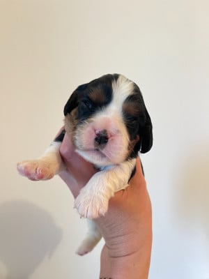 Les chiots de Cavalier King Charles Spaniel