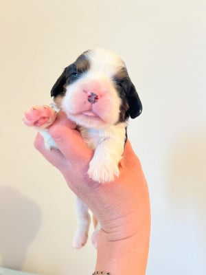 Les chiots de Cavalier King Charles Spaniel