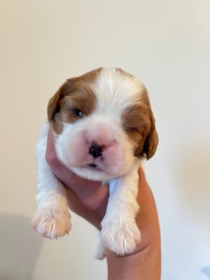 Les chiots de Cavalier King Charles Spaniel