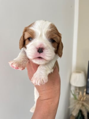 Les chiots de Cavalier King Charles Spaniel