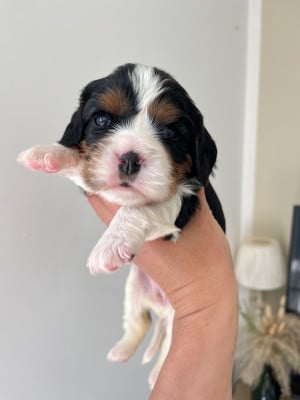 Les chiots de Cavalier King Charles Spaniel