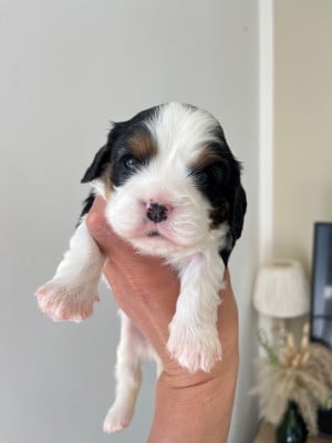 Les chiots de Cavalier King Charles Spaniel
