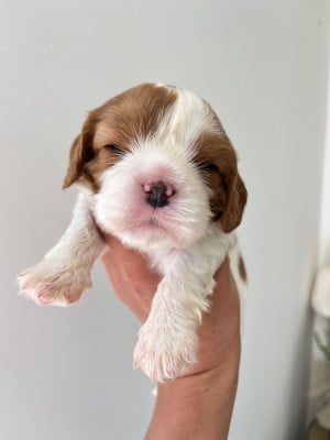 Les chiots de Cavalier King Charles Spaniel