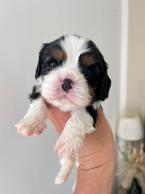 Les chiots de Cavalier King Charles Spaniel
