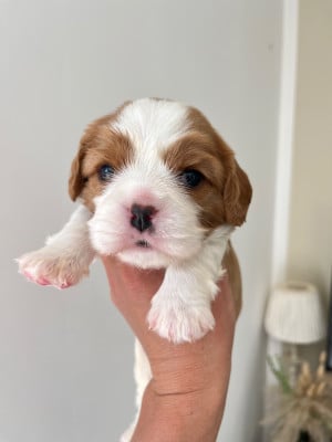 Les chiots de Cavalier King Charles Spaniel