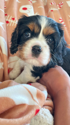 Les chiots de Cavalier King Charles Spaniel