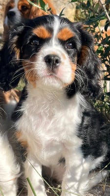 Les chiots de Cavalier King Charles Spaniel
