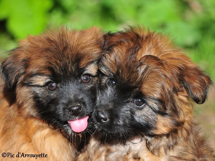 Berger des Pyrenees à poil long - du Pic d'Arrouyette