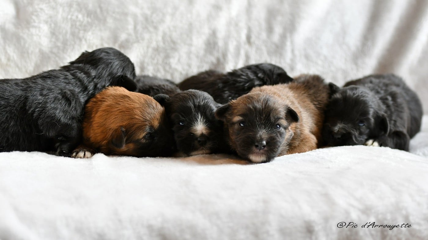 Berger des Pyrenees à poil long - du Pic d'Arrouyette
