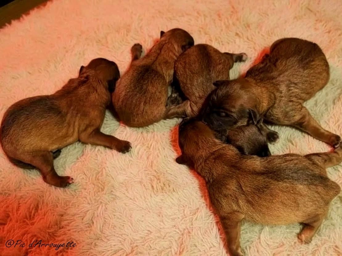 Chiot Berger des Pyrenees à poil long