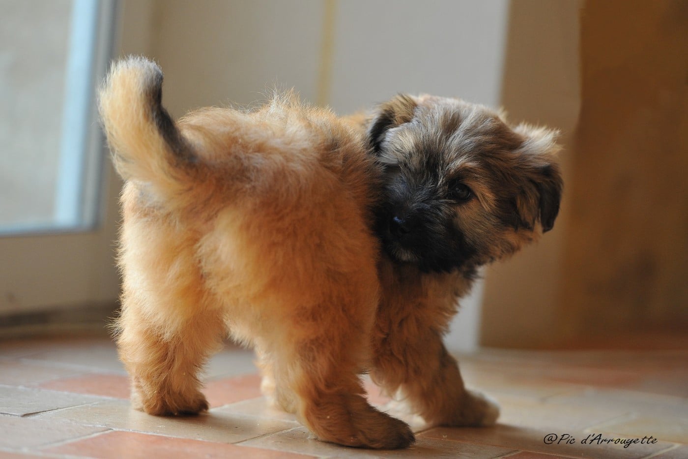 CHIOT 6 - Berger des Pyrenees à poil long