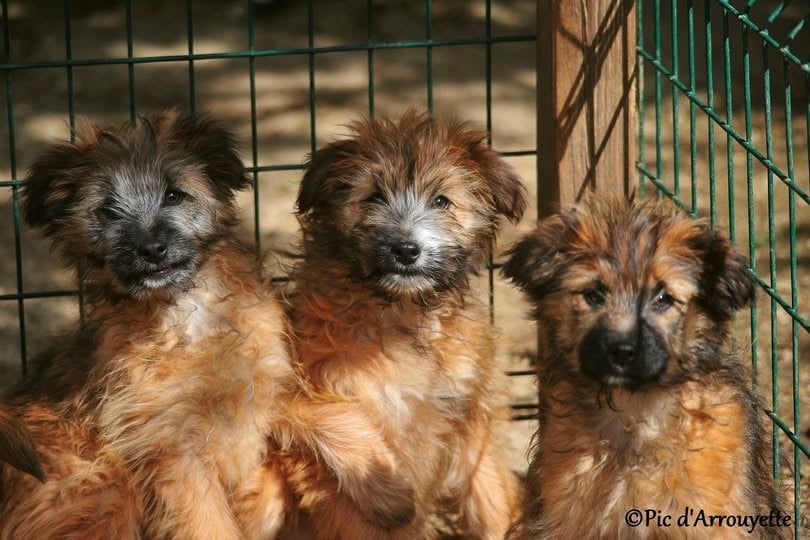 Berger des Pyrenees à poil long - du Pic d'Arrouyette