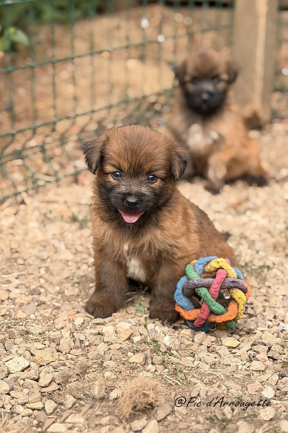 Chiot N°3 - Berger des Pyrenees à poil long