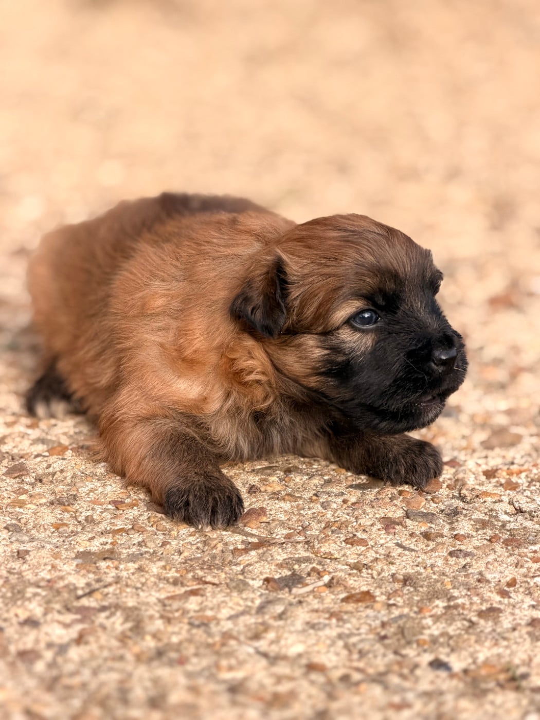 Chiot N°1 - Berger des Pyrenees à poil long