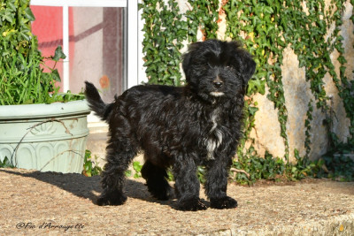 Les chiots de Berger des Pyrenees à poil long
