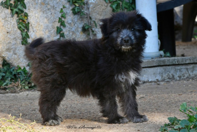 Les chiots de Berger des Pyrenees à poil long
