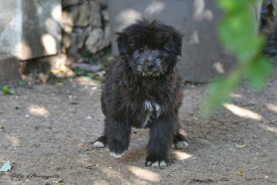 Les chiots de Berger des Pyrenees à poil long