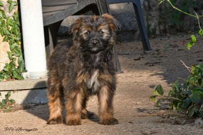 Les chiots de Berger des Pyrenees à poil long