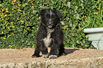 Les chiots de Berger des Pyrenees à poil long