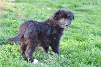 Les chiots de Berger des Pyrenees à poil long