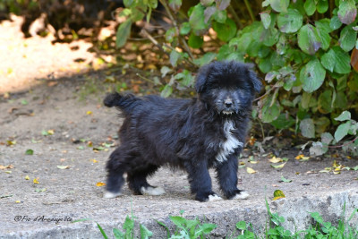 Les chiots de Berger des Pyrenees à poil long