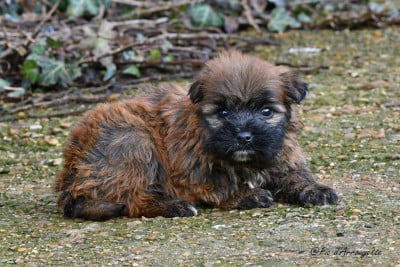 Les chiots de Berger des Pyrenees à poil long