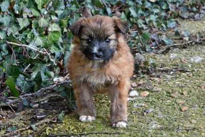 Les chiots de Berger des Pyrenees à poil long