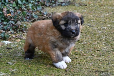 Les chiots de Berger des Pyrenees à poil long