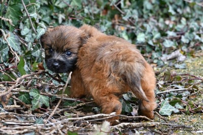 Les chiots de Berger des Pyrenees à poil long