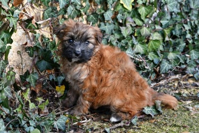 Les chiots de Berger des Pyrenees à poil long
