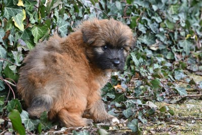 Les chiots de Berger des Pyrenees à poil long
