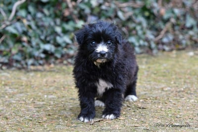 Les chiots de Berger des Pyrenees à poil long