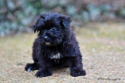 Les chiots de Berger des Pyrenees à poil long