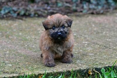 Les chiots de Berger des Pyrenees à poil long