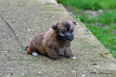 Les chiots de Berger des Pyrenees à poil long