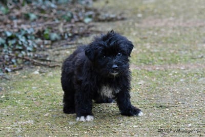 Les chiots de Berger des Pyrenees à poil long