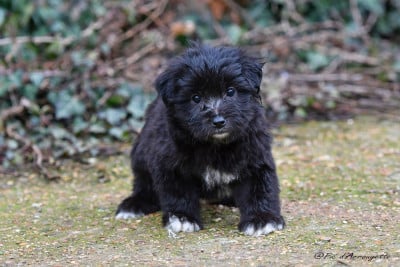 Les chiots de Berger des Pyrenees à poil long