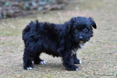 Les chiots de Berger des Pyrenees à poil long