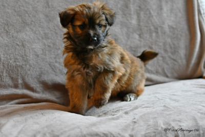 Les chiots de Berger des Pyrenees à poil long