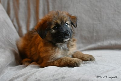 Les chiots de Berger des Pyrenees à poil long